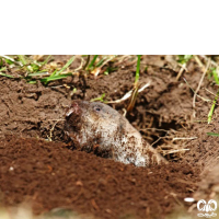 گونه ول حفار ترکمنی Northern Mole-Vole